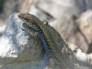 Jašterica Darevskia bithynica tristis, Bürnük, samec. 