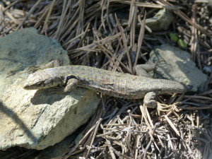 Jašterica Darevskia bithynica tristis, Bürnük, samica. 