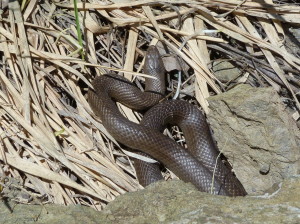 Užovká hladká ( Coronella austriaca ), dospelá, Bürnük.