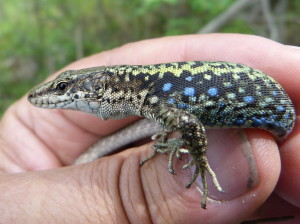 Jašterica Darevskia bithynica tristis, samec, ktorého som našiel v kameňolome asi vo výške 850 m. n. m., Bürnük.