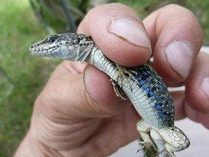 Jašterica Darevskia bithynica tristis, ten istý samec.