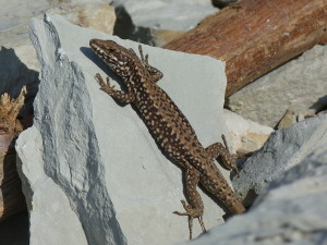 Jašterica múrová (Podarcis muralis), samec, Karasu.