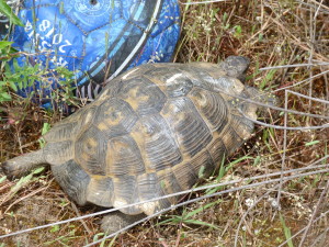 Korytnačka žltohnedá ( Testudo graeca ), Yeni. 