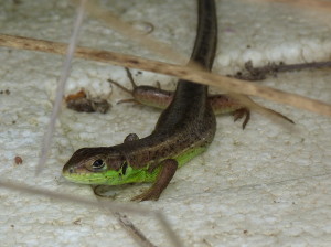 Vľavo jašterica zelená ( Lacera viridis meridionalis ), mláďa, Yeni. 