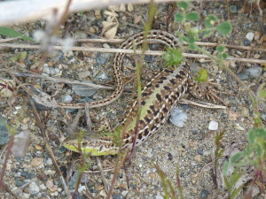 Jašterica trávová ( Podarcis tauricus ), samička, İsaniye.