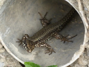 Jašterica múrová ( Podarcis muralis ), samec, v dedine Cubuklu – Orhaniye.