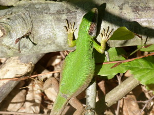 Jašterica zelená ( Lacera viridis meridionalis ), samička, Orhaniye.