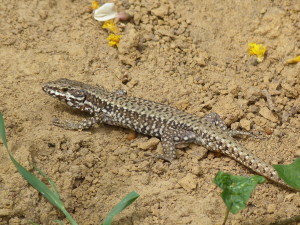 Jašterica múrová ( Podarcis muralis ), samec, v lese u Cubuklu – Orhaniye.