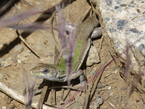 Jašterica ruinová ( Podarcis siculus ), samička, Kumköy. 