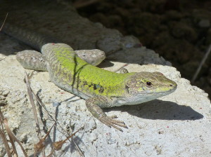 Jašterica ruinová ( Podarcis siculus ), samec, Kumköy.