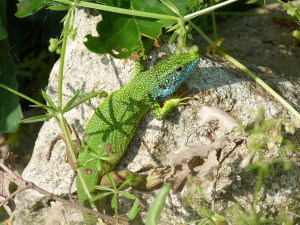 Jašterica zelená ( Lacerta viridis ), samec, Mezek. 