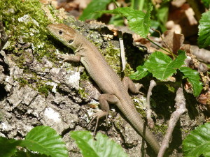 Jašterica zelená ( Lacerta viridis ), mláďa, Mezek. 