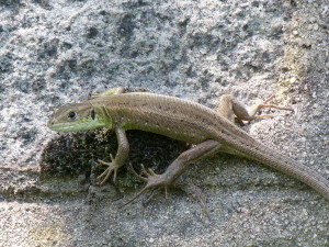 Jašterica zelená ( Lacerta viridis ), mláďa, Svilengrad.