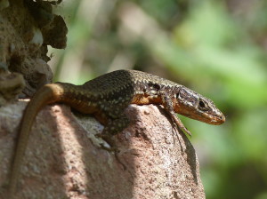 Jašterica múrová ( Podarcis muralis ), samec, prvá živá jašterica v Srbsku po mnohých hodinách hľadania.