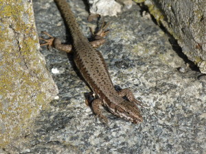 Jašterica múrová ( Podarcis muralis ), samička, Avala.