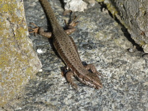 Jašterica múrová ( Podarcis muralis ), samička, Avala.