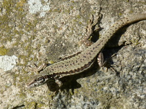 Jašterica múrová ( Podarcis muralis ), samec, Avala.