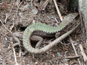 Jašterica Darevskia clarcorum, samec, Čatköy.