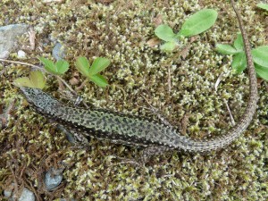 Jašterica Darevskia clarcorum, samička, Čatköy.