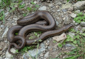 Užovka hladká ( Coronella austriaca ), zvláštne sfarbená z Čatköy.