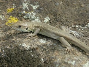 Mláďa jašterice zelenej ( L. viridis ).