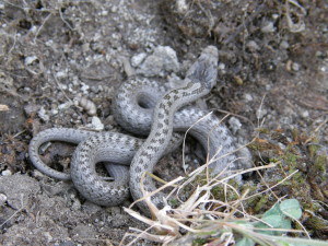 Užovka hladká ( Coronella austriaca ), Plášťovce.