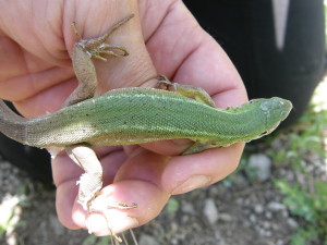 Samička jašterice zelenej ( L. viridis ). Burda, Slovensko.