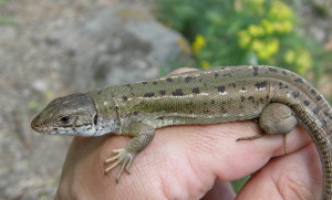 Samička jašterice zelenej ( L. viridis ). Ipeľské Predmosrie, Slovensko.