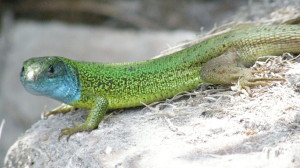 Samec jašterice zelenej ( L. viridis ). Burda, Slovensko.