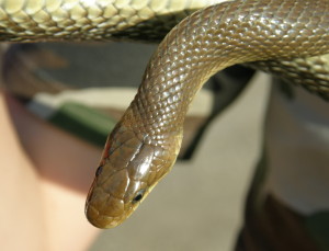 Užovka stromová ( Zamenis longissimus ), Tešmak.