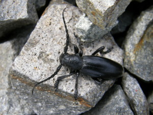 Dorcadion aethiops, Preseľany n. Ip., Slovensko.