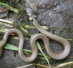 Užovka obojková ( Natrix natrix ), Tešmak.