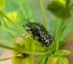 Oxythyrea funesta, Preseľany n. Ip., Slovensko.