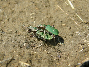 Cicindela campestris, Pánd, Maďarsko.