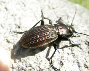 Carabus ullrichi, Pomáz, Maďarsko.