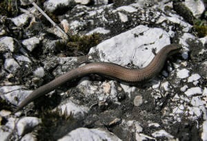 Krátkonožka štíhlá ( Ablepharus kitaibelii ), Pomáz.