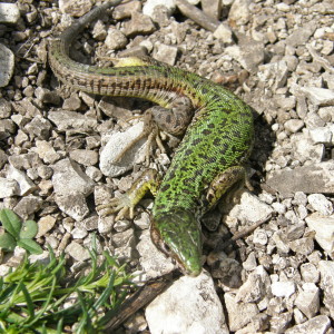 Samička jašterice zelenej ( L. viridis ). Budapešť, Maďarsko.