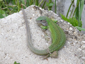 Samička jašterice zelenej ( L. viridis ). Kóspalag, Maďarsko.