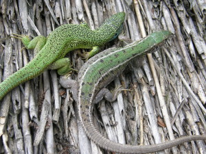 ...Jašterice zelené ( Lacerta viridis ), párik: vľavo samec, vpravo samička, Ócsa... 