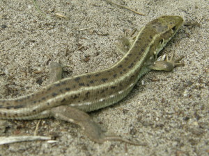 ...mladý samec jašterice zelenej ( Lacerta viridis ), Ócsa...