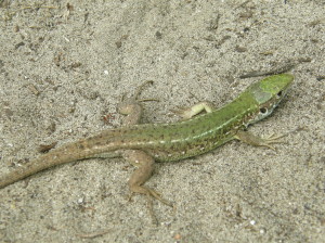 ...mladá samička jašterice zelenej ( Lacerta viridis ), Ócsa...