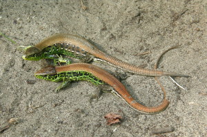 ...Ócsa-smetisko, párik jašteríc krátkohlavých ( Lacerta agilis argus „erythronata“), dole samec...