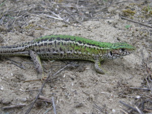 ...samička jašterice zelenej ( Lacerta viridis )... 