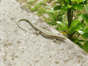 Jašterica múrová-samička, Podarcis muralis, Bibione. Foto 11.07.2009