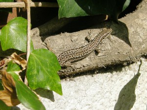 Jašterica múrová-samička, Podarcis muralis, Bibione. Foto 11.07.2009