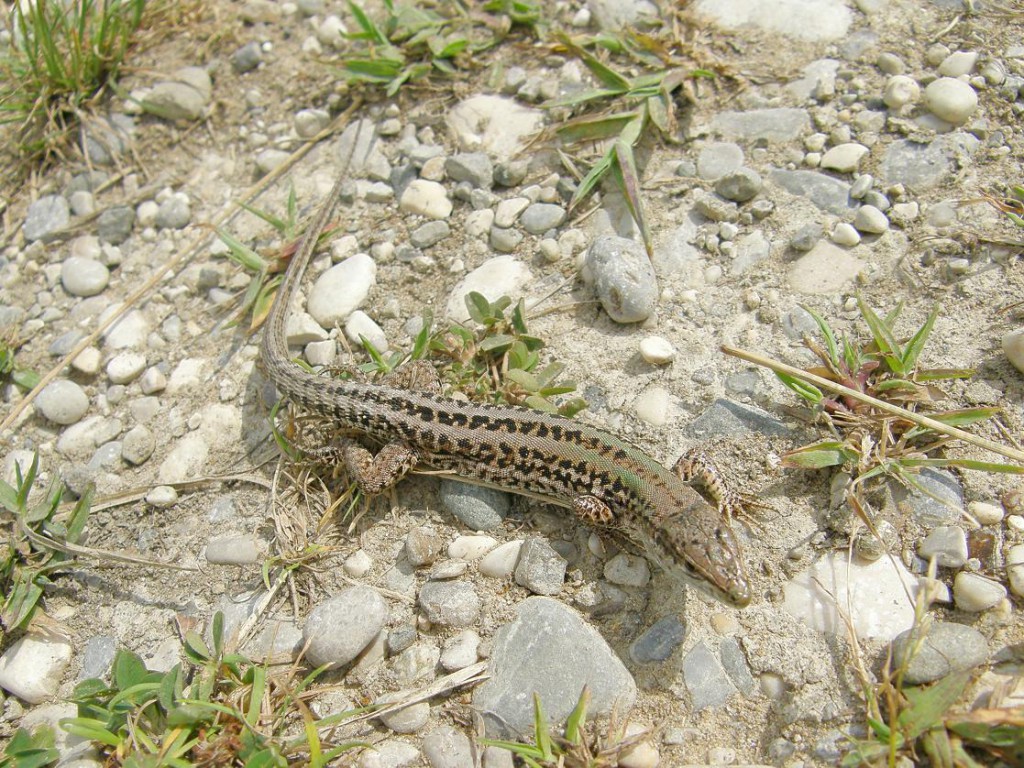 Jašterica sicílská, Podarcis sicula, samička, Bibione. Foto 11.07.2009