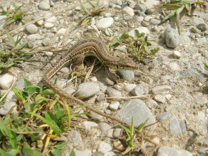 Samička, jašterica ruinová ( Podarcis siculus ).