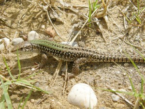 Jašterica ruinová ( Podarcis siculus ), samec, Bibione. Foto 11.07.2009