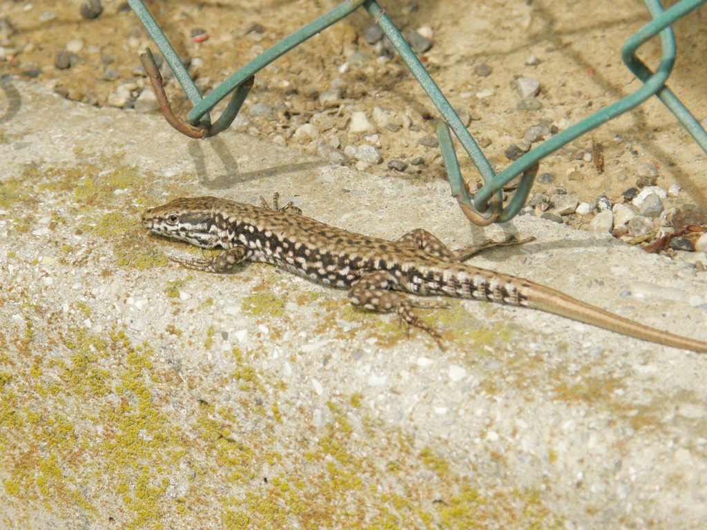 Samec - Podarcis muralis, Bibione. Foto 11.07.2009
