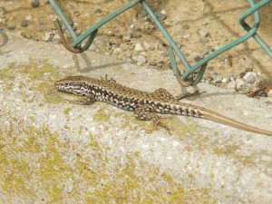 Samec - Podarcis muralis, Bibione. Foto 11.07.2009 